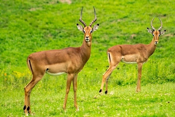 Samburu