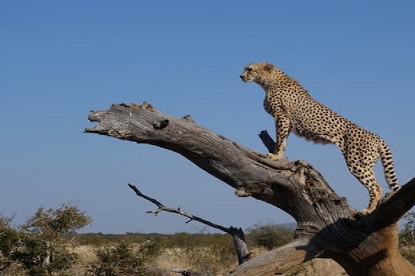 Tsavo