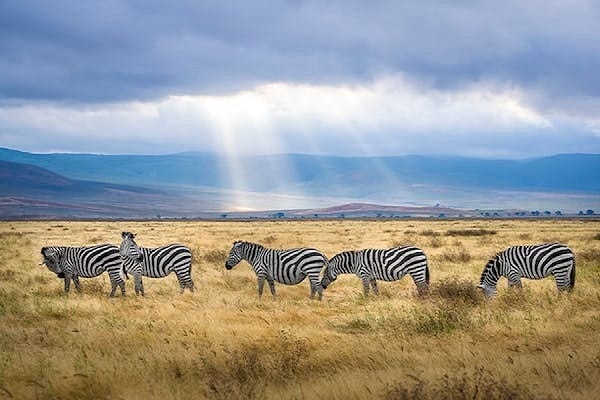 Serengeti