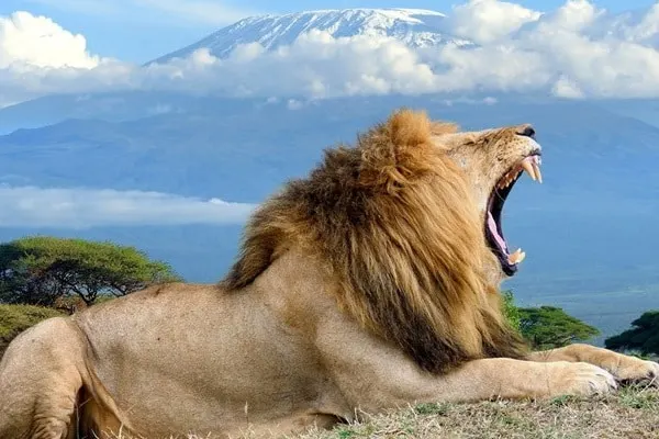 Mount Kilimanjaro