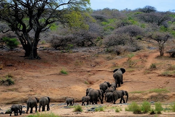 4-Day Taste of Kenya - High End