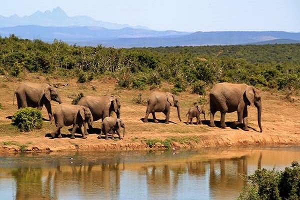6-Day Amboseli, Lake Naivasha and Mara - Mid-Range