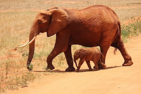 4-Day Taste of Kenya - Mid-Range