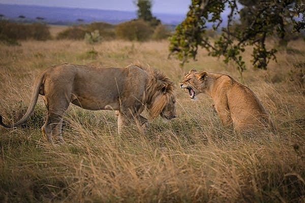 3 Days Amboseli – Land of Giants Mid-Range Safari