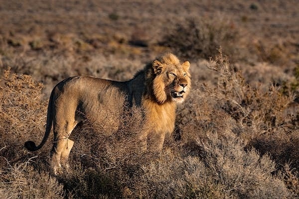 5-Day Roaring Kenya - Mid-Range