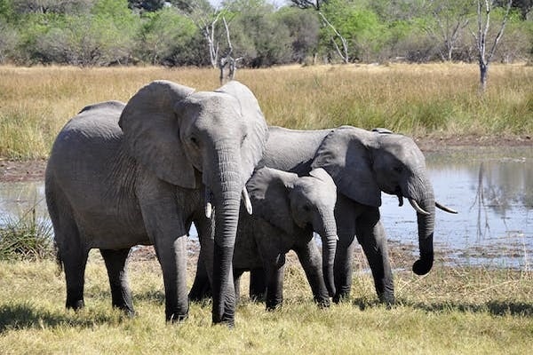 3-Day Wild Elephants Mid-Range