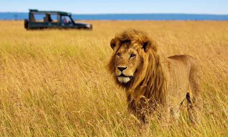 3 days Amboseli Safari