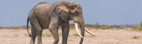 6-Day Roaring Kenya - Mid-Range