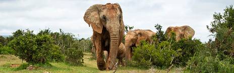 6-Day Amboseli, Lake Naivasha and Mara - Luxury