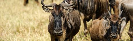 9 Days Grand Luxury Kenya Safari