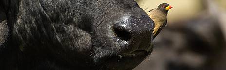 5-Day Awesome Kenya - Luxury