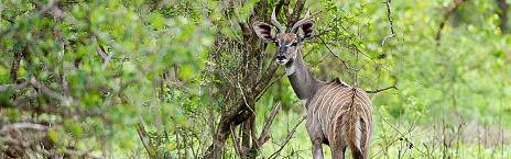 9 Days Kenya & Tanzania Wildlife Adventure