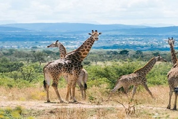 3 Days Classic Maasai Mara Mid-Range Safari