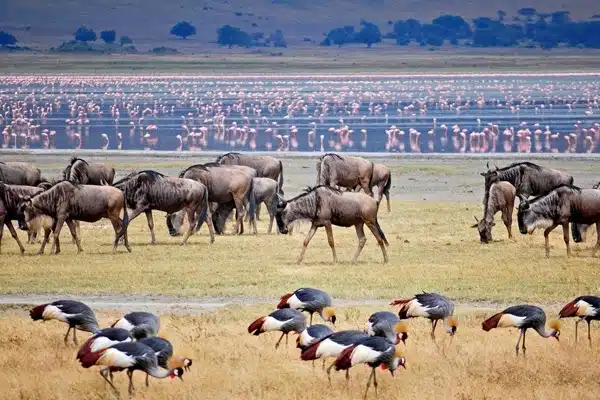 Legendary Masai Mara Legendary Masai Mara