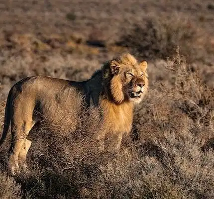 9-Day Luxury Big Kenya Safari