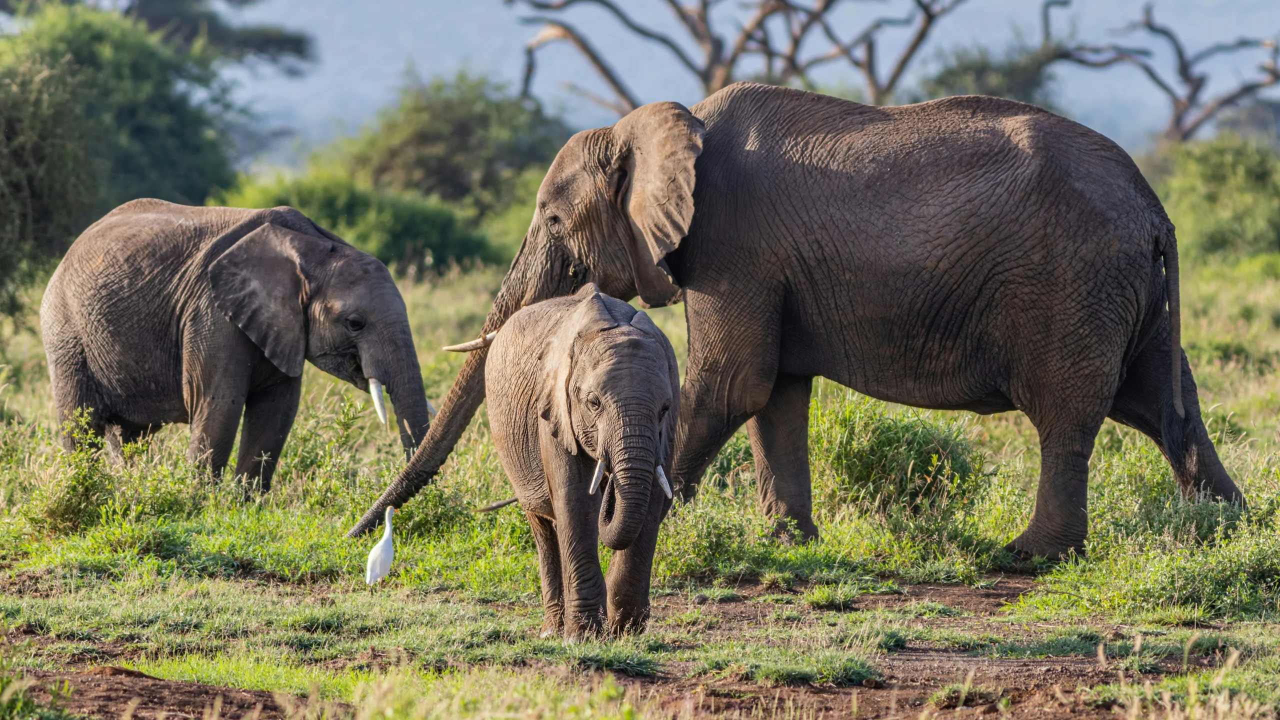 Amboseli